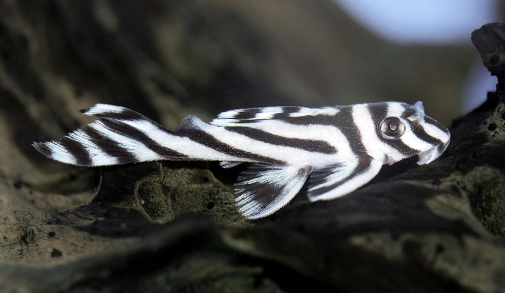 The iconic Zebra Pleco, L046, Hypancistrus zebra, features prominently in the second of two back-to-back podcasts from United States Fish and Wildlife Service Fisheries. Pleco and catfish enthusiasts won't want to miss it! Image credit: 