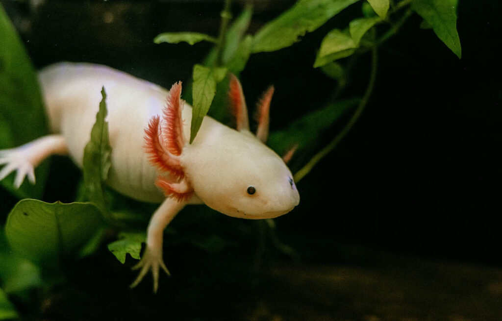 Axolotls (Ambystoma mexicanum), such as this "Pink" (leucistic) form, have become very common aquatic pets. Now, the U.S. Fish and Wildlife Service (USFWS) has issued an interim rule that could effectively ban some trade and ownership in certain locales. The Pet Advocacy Network (formerly PIJAC) has issued a call to action during the public commentary period. Image credit: rsaggin/Shutterstock